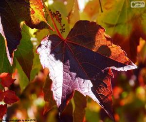 пазл Осень в винограднике